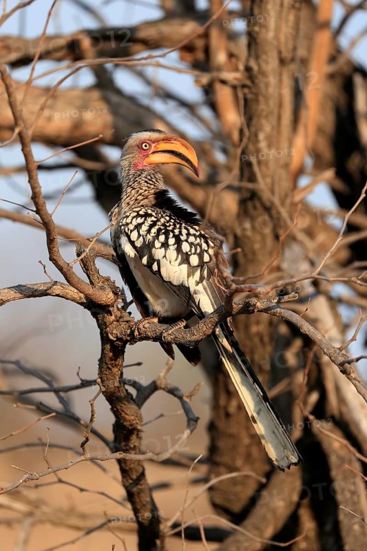 Southern Yellow-billed Hornbill, Red-ringed Hornbill (Tockus leucomelas), adult, on wait, Kruger National Park, Kruger National Park, Kruger National Park South Africa