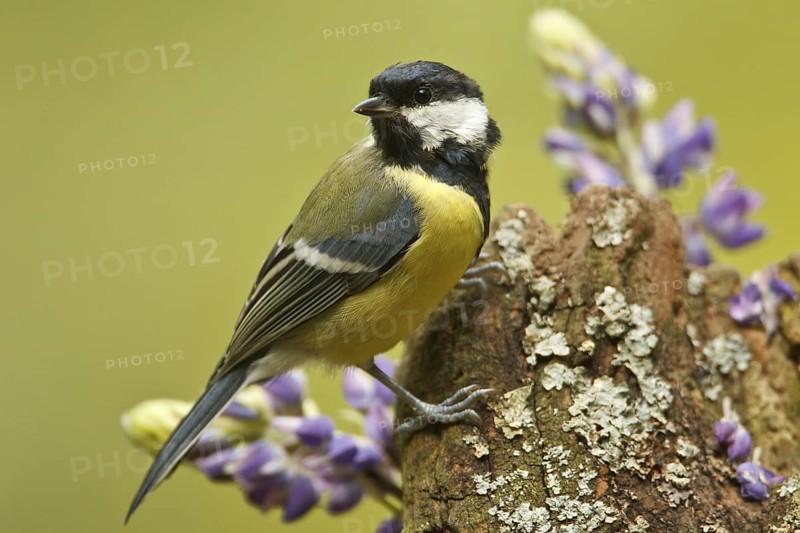 Great Tit (Parus major), Rhineland-Palatinate, Germany
