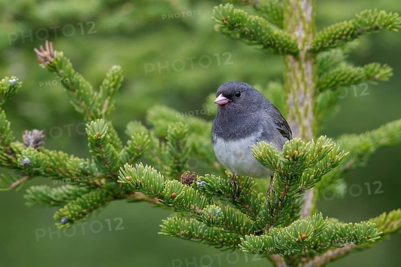 Dark Eyed Junco (Junco hyemalis) perched in a tree near Churchill, Manitoba, Canada
