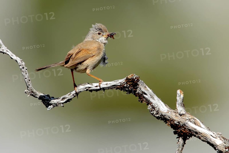 Spectacled Warbler (Sylvia conspicillata) female, Andalusia, Spain