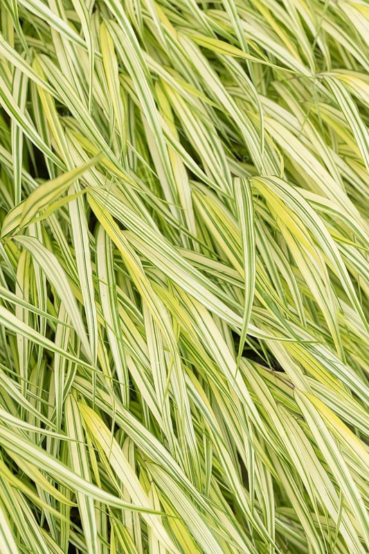Japanese forest grass (Hakonechloa macra 'Aureola'), Weihenstephan Gardens, Federal Republic of Germany