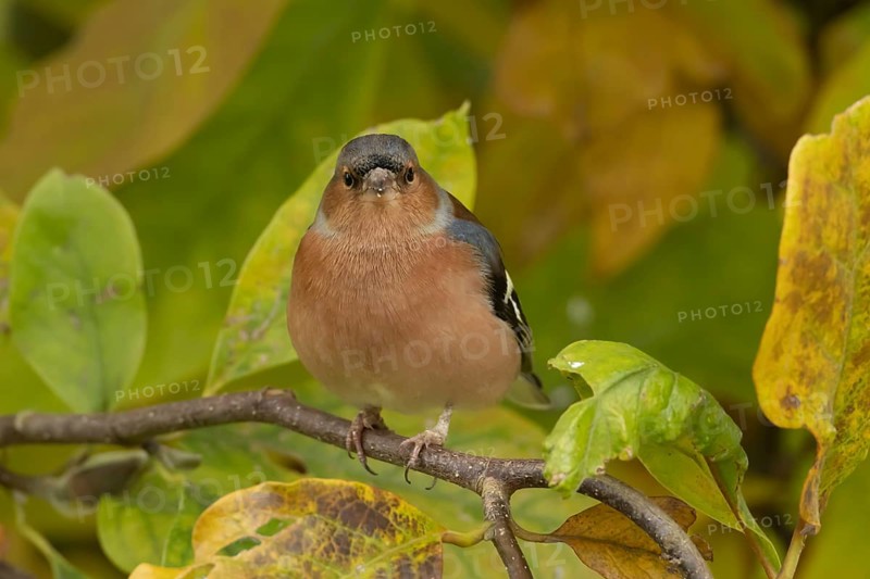 Eurasian chaffinch (Fringilla coelebs) adult male garden bird in a Magnolia tree with autumn colour leaves, Suffolk, England, United Kingdom