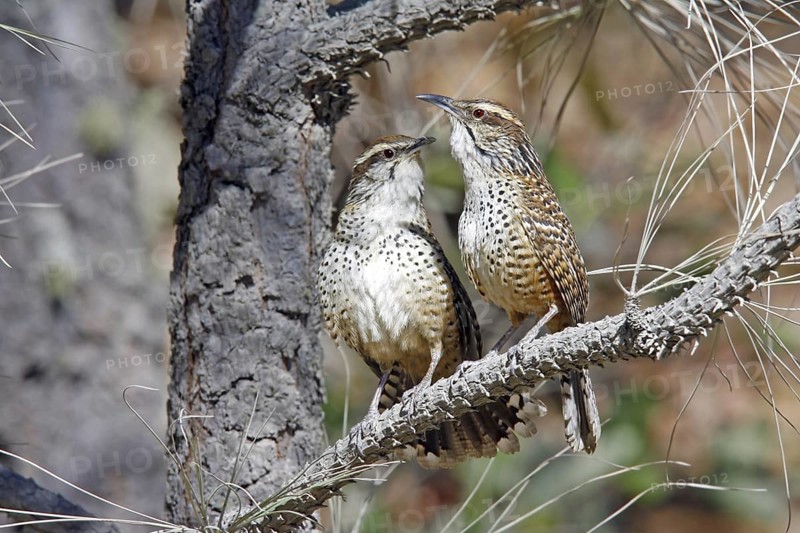 Spotted Wren Campylorhynchus gularis Cerro San Juan, Tepic, Nayarit, Mexico 29 March Adults doing threat display in response to another wren in their territory. Endemic to Mexico. Troglodytidae