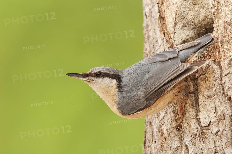 Eurasian Nuthatch (Sitta europaea) at nest, Switzerland
