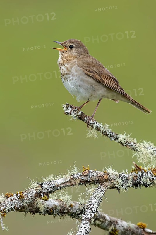 Swainson's Thrush (Catharus ustulatus) perched on a branch in Victoria, BC, Canada