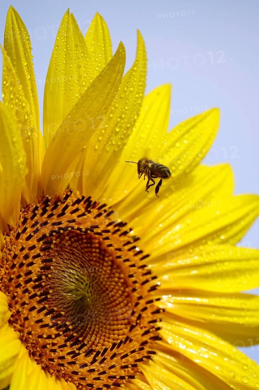 Sunflower (Helianthus annuus), July, Saxony, Germany