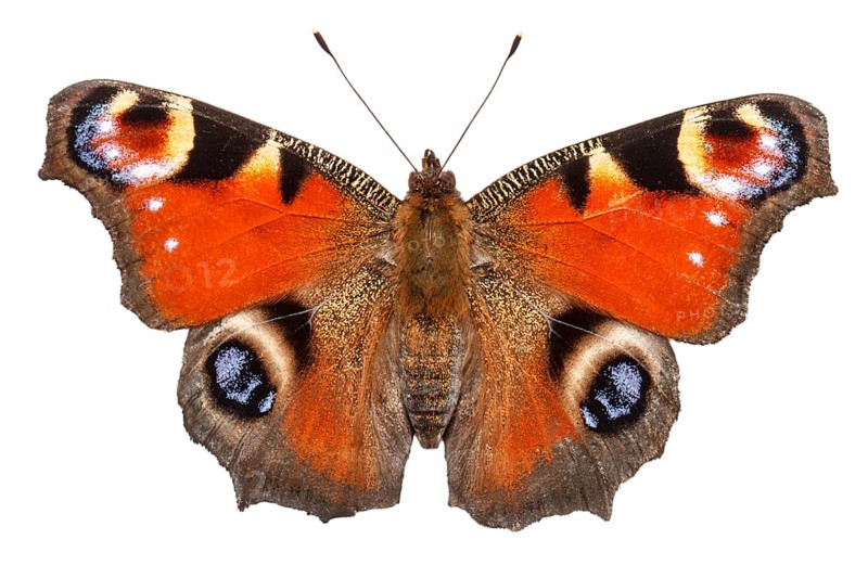 Peacock Butterfly (Aglais io), on white background, Galicia, Spain