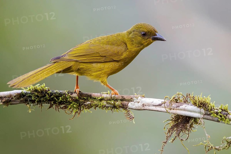 Olive-green Tanager (Orthogonys chloricterus) perched on a branch in the Atlantic rainforest of southeast Brazil
