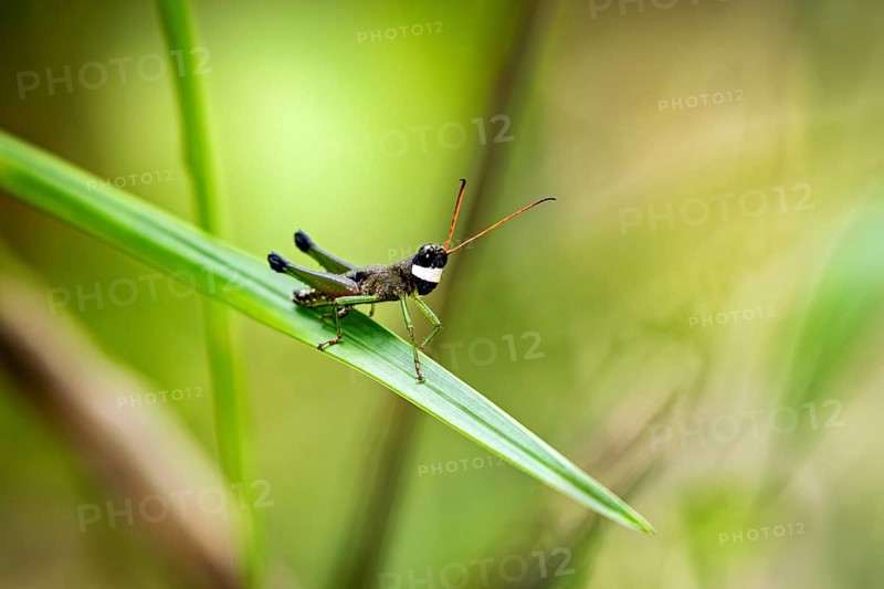 A grasshopper sits on a green leaf in a natural environment with a blurred background, a grasshopper (Cingalia dubia) in the jungle of Ratnapura in Sri Lanka