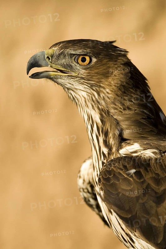 Bonelli's Eagle (Aquila fasciata) female, Castile-La Mancha, Spain