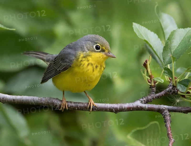 Canada Warbler, Cardellina canadensis, perched in Saskatoon, Canada