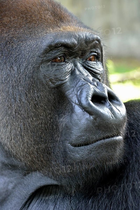 Western Lowland Gorilla (Gorilla gorilla gorilla), animal portrait, male, Silverback, captive, South-West Region, Cameroon