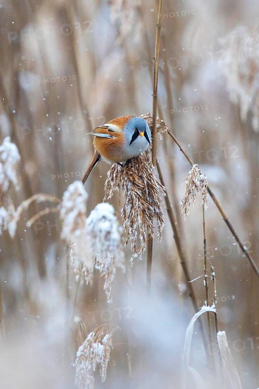 Bearded Reedling (Panurus biarmicus) male perched in reedbed, Baden-Wuerttemberg, Germany