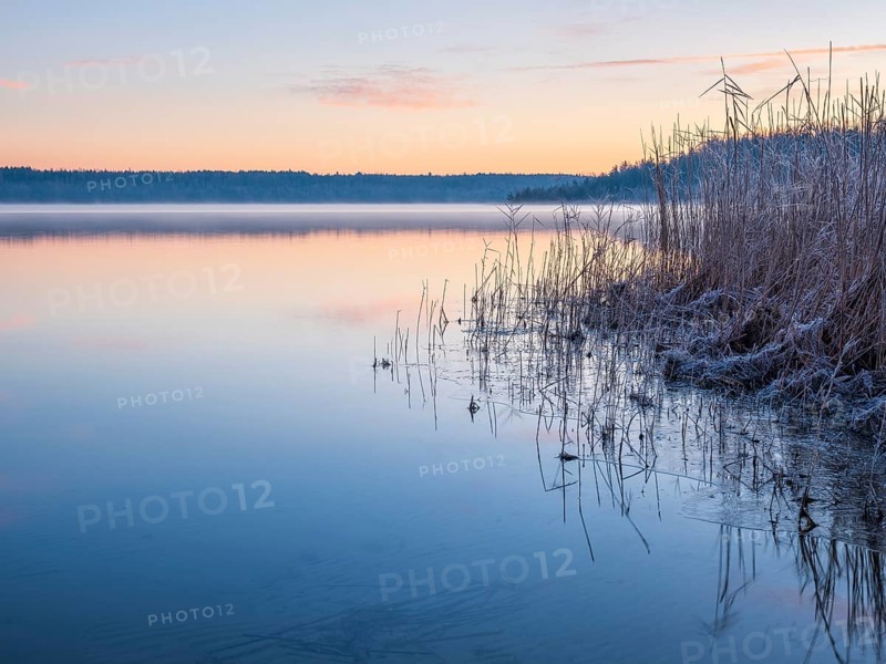 Dawn at Haselbacher See in winter, reeds covered by hoarfrost, Altenburg, Thuringia, Germany