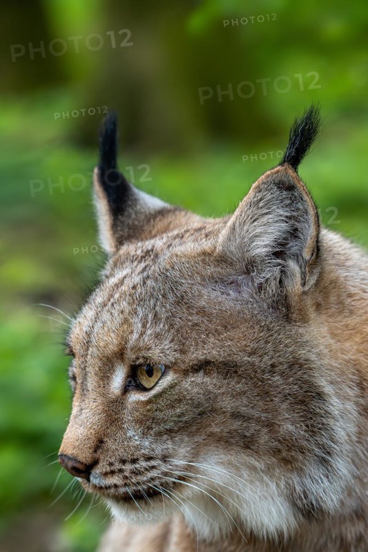 Eurasian lynx (Lynx lynx) close-up portrait in forest. Captive