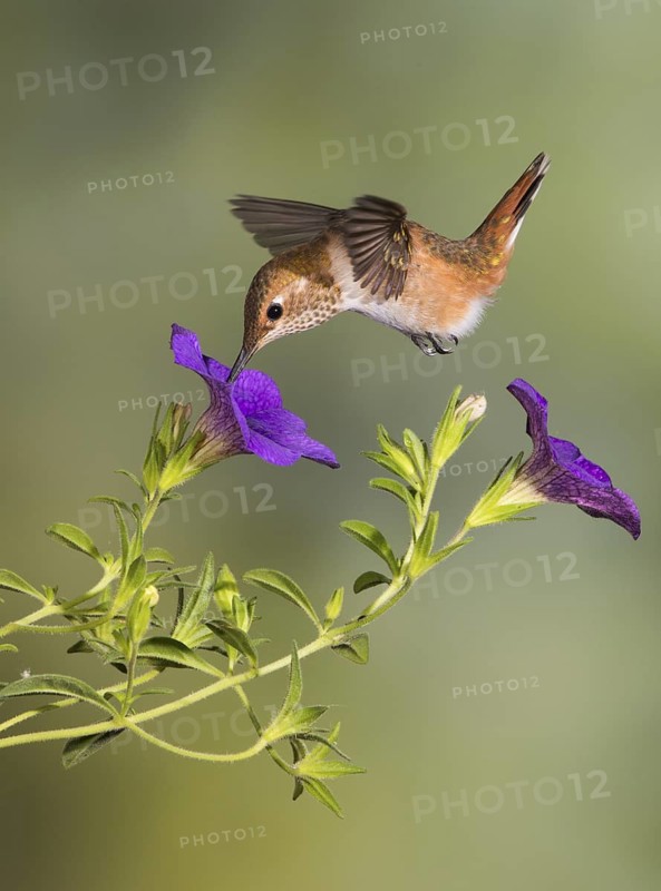 Rufous Hummingbird Female (Selasphorus rufus) - (Selasphorus rufus) - Victoria BC, Canada