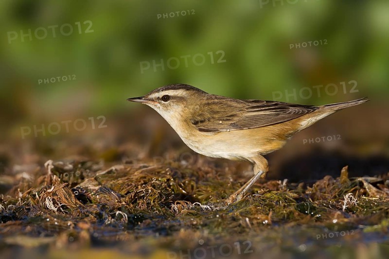 Sedge Warbler - Schilfrohrsänger - Acrocephalus schoenobaenus, Morocco
