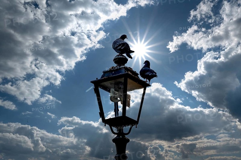 Two pigeons (Columbidae) on a lantern backlit by the sun, Franconia, Bavaria, Germany