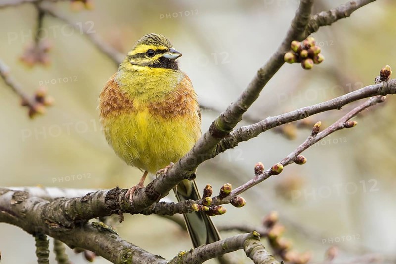 Cirl Bunting (Emberiza cirlus) male perched on a branch, Rhineland-Palatinate, Germany