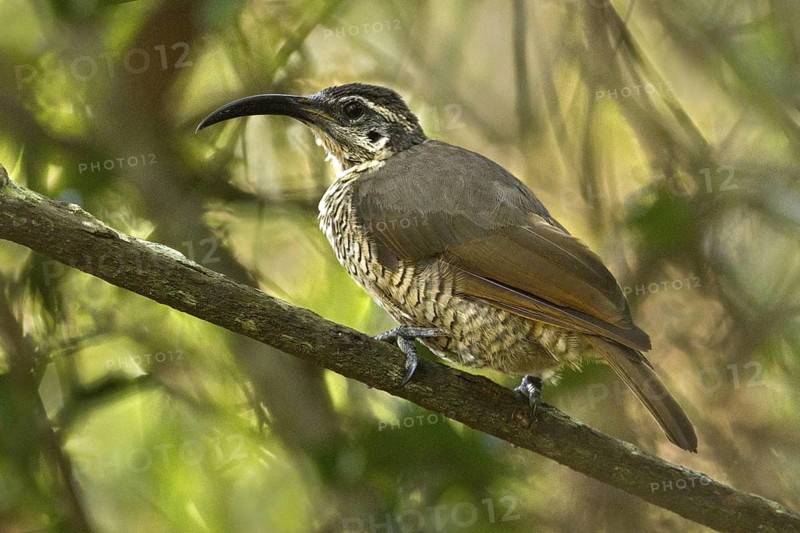 Paradise Riflebird (Ptiloris paradiseus) female, Queensland, Australia