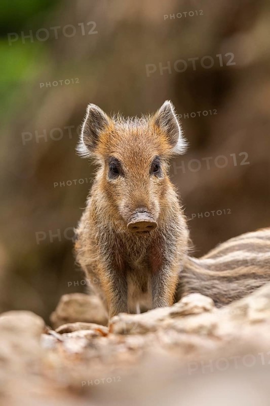 Wild boar (Sus scrofa) piglet standing in a forest, Bavaria, Germany