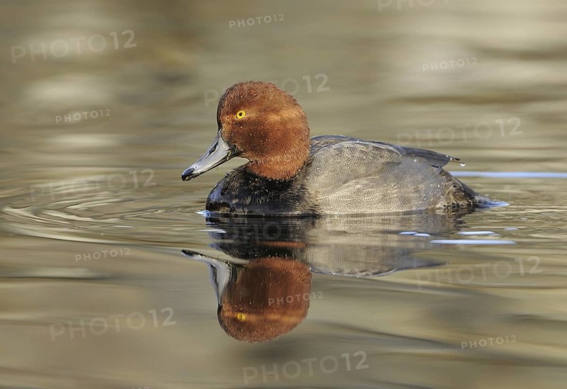 Redhead (Aythya americana) male, British Columbia, Canada