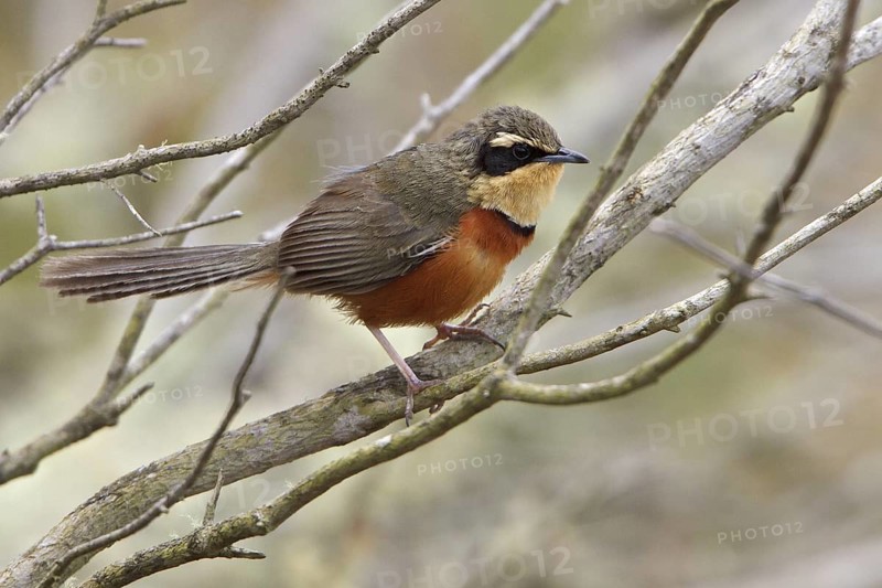 Olive-crowned Crescent-chest (Melanopareia maximiliani) perched on a branch in Bolivia, South America