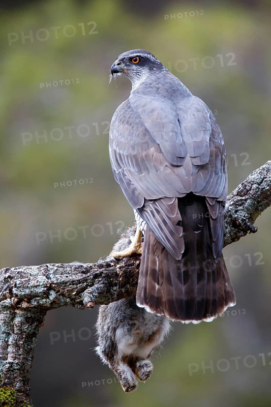 Northern Goshawk (Accipiter gentilis) female with prey, Madrid, Spain
