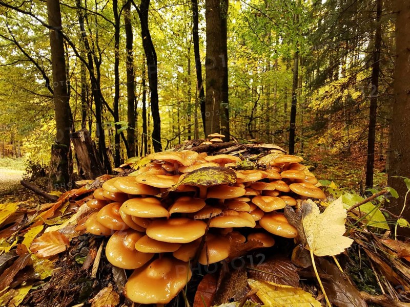 Ground perspective of winter mushrooms (flammulina velutipes) on a tree stump in close-up in autumnal forest with colourful leaves, Franconian Forest nature park Park