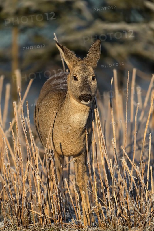 Roe deer standing in hoar frosted dead stinging nettle at minus 15 °C at sunrise. Trees and dead stinging nettle in background