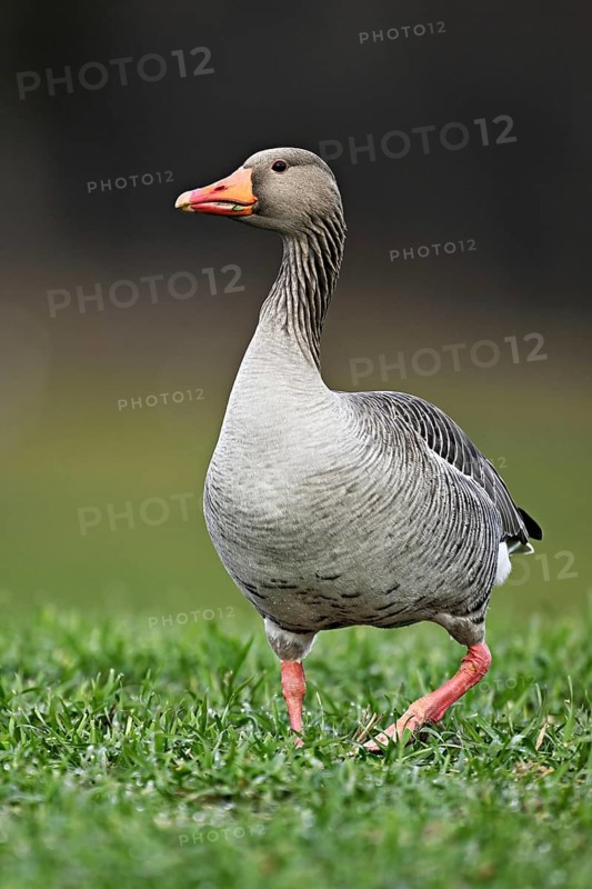 Greylag goose (Anser anser), standing in a meadow, Switzerland