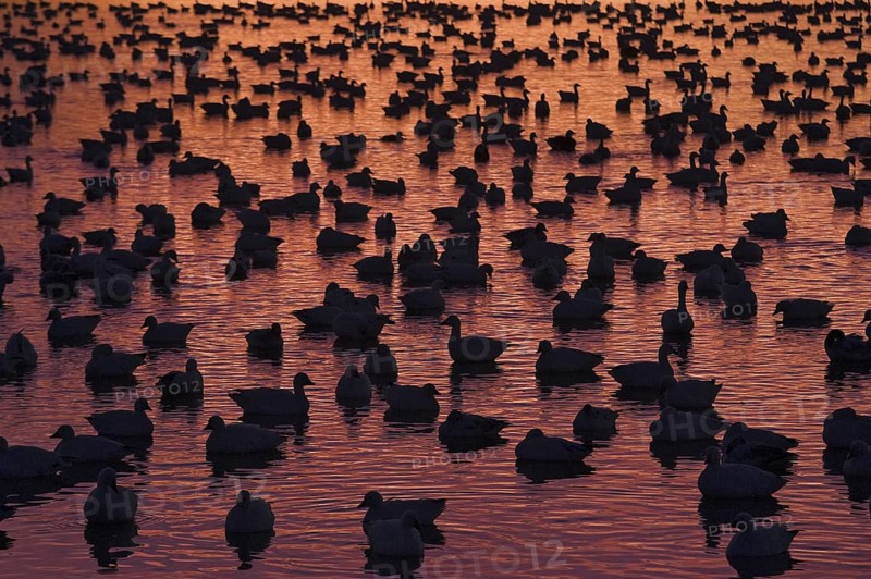 Snow Goose (Anser caerulescens), New Mexico, USA