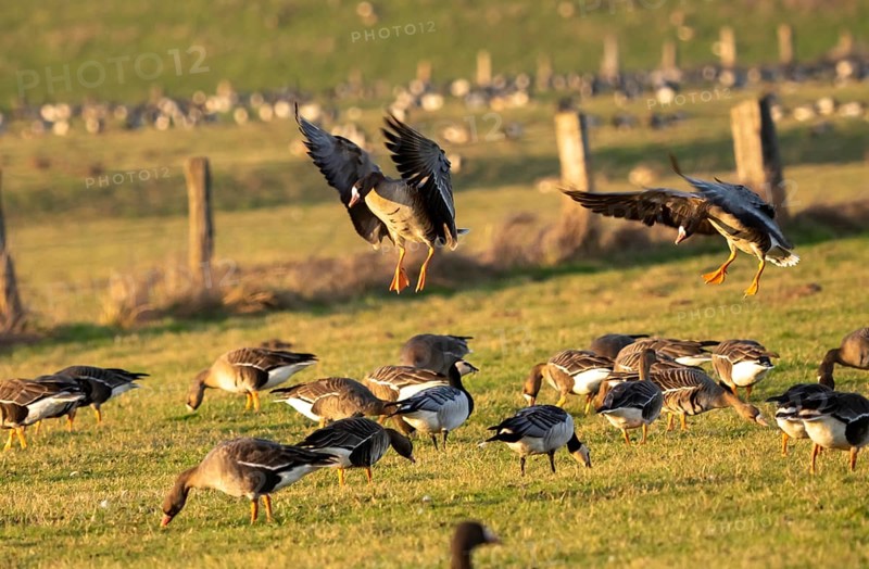 Bislicher Insel, nature reserve on the Rhine, Altrheinarm, near Xanten, Lower Rhine, Wesel district, one of the few floodplain landscapes in Germany, in winter over 20, 000 wild birds, many arctic geese species pause and hibernate, here coot geese, North Rhine-Westphalia, Germany