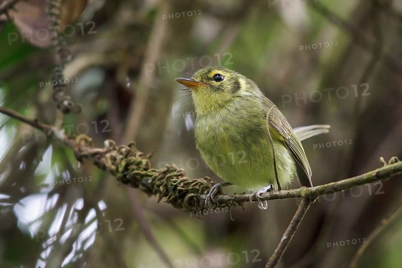 Oustalet's Tyrannulet (Phylloscartes oustaleti) perched on a branch in the Atlantic rainforest of southeast Brazil