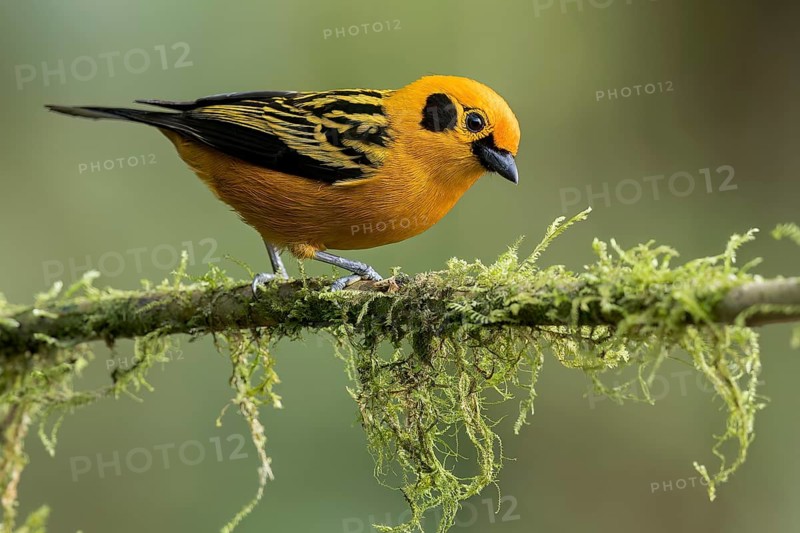 Golden Tanager (Tangara arthus) perched on a branch in Colombia, South America