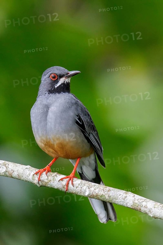 Red-legged Thrush (Turdus plumbeus) perched on a branch in Cuba