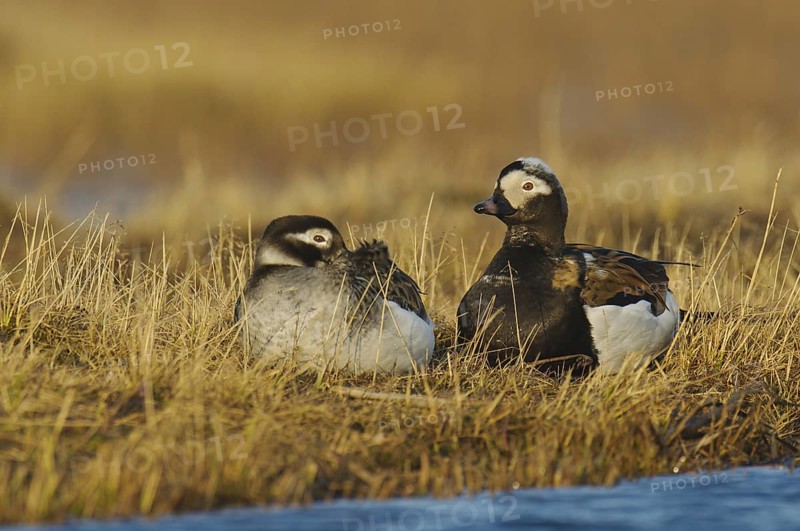 Long-tailed Duck (Clangula hyemalis), Alaska, USA