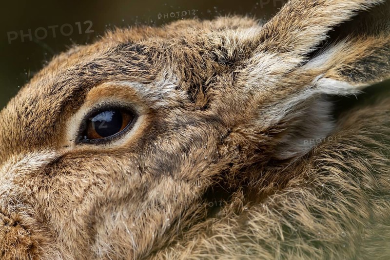 European brown hare (Lepus europaeus) adult animal close up of its head and eye, England, United Kingdom