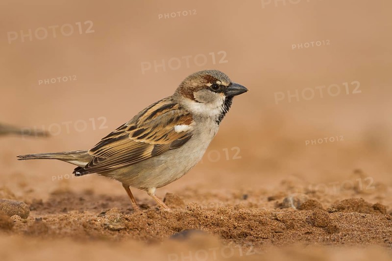House Sparrow - Haussperling - Passer domesticus ssp. tingitanus, adult male, Morocco