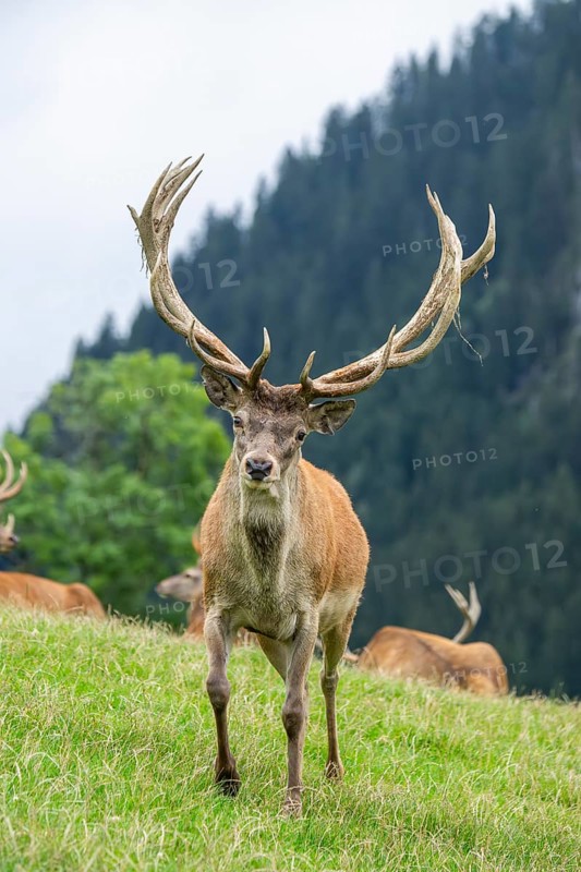 Red deer (Cervus elaphus) stag on a meadow in tirol, Kitzbühel, Wildpark Aurach, Austria