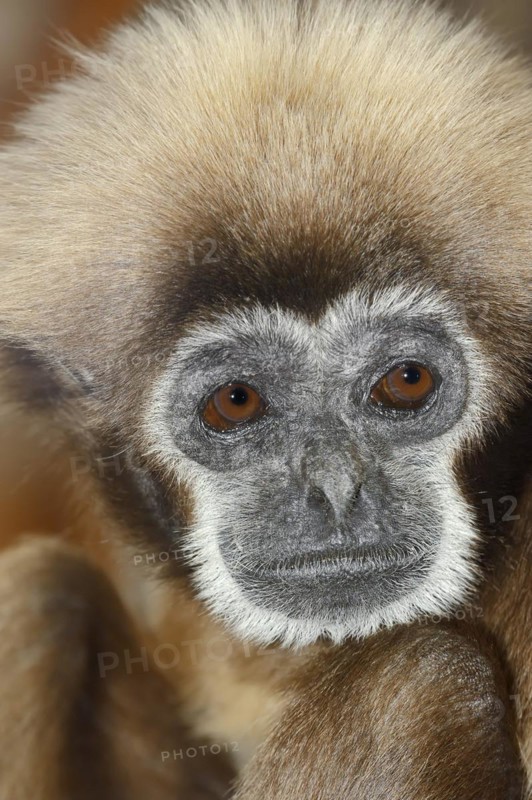 White-handed gibbon (Hylobates lar), portrait, captive, occurring in Asia