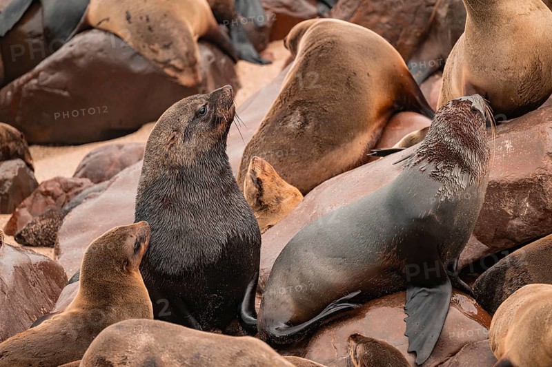 Seal colony, fur seal, Cape fur seal (Arctocephalus pusillus), Cape Cross, Atlantic coast, Namibia