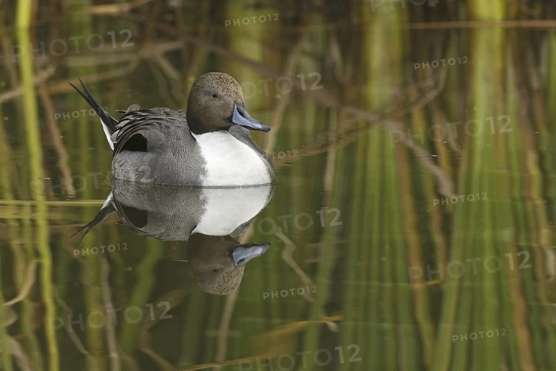 Northern Pintail (Anas acuta) male, Arizona, USA