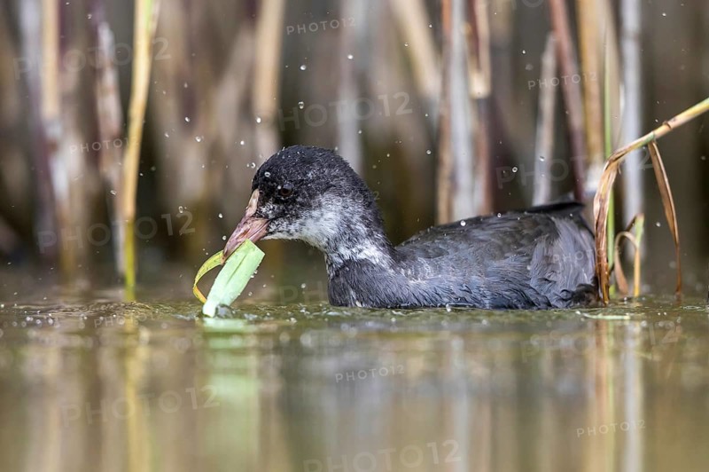 Eurasian Coot (Fulica atra) juvenile eating reeds, Mecklenburg-Western Pomerania, Germany