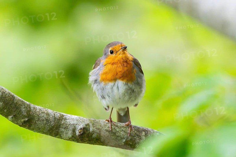 European robin (Erithacus rubecula) sitting on a branch, Bavaria, Germany