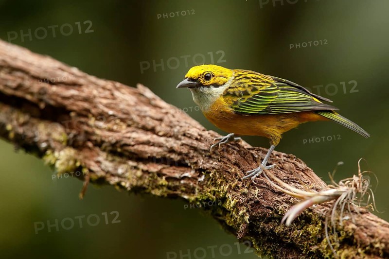 Silver-throated Tanager (Tangara icterocephala) perched on a trunk, Costa Rica