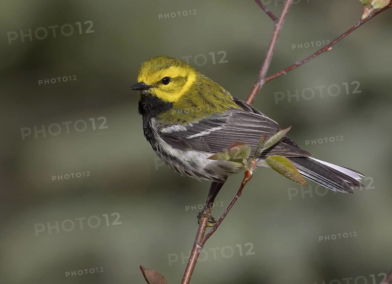Black-throated Green Warbler (Setophaga virens) male, Michigan, USA