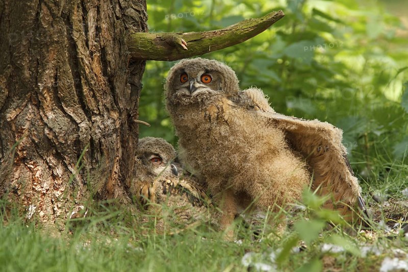 Eurasian Eagle-Owl (Bubo bubo) juvenile, Utrecht, Netherlands