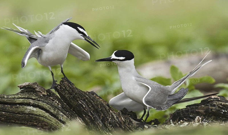 Spectacled Tern (Onychoprion lunatus), Hawaii, USA