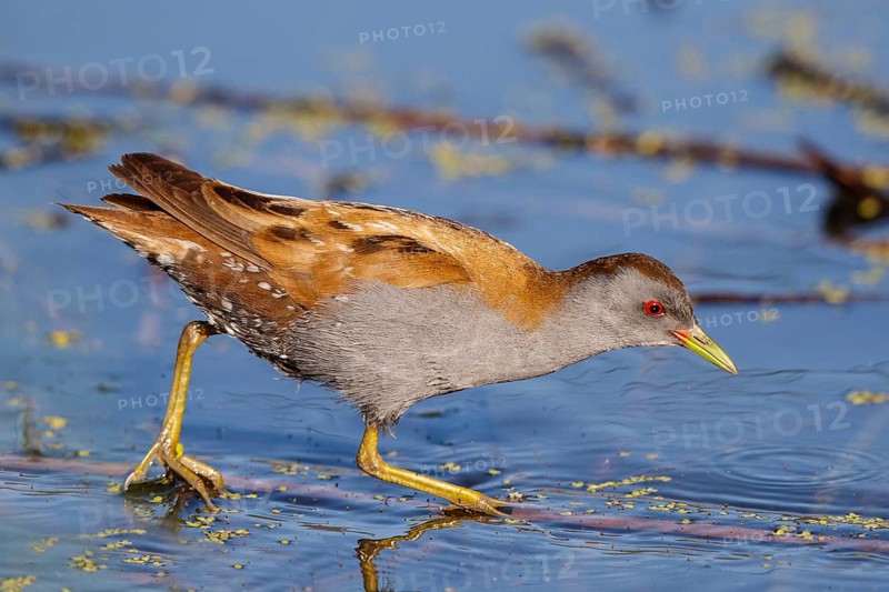 Little Crake (Porzana parva) male foraging, Lesvos, Greece